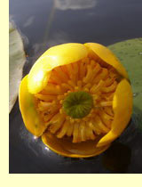  (Nuphar lutea (L) Smith)